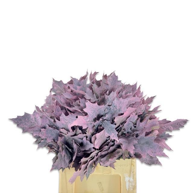 Quercus Rubra Ptd 60cm