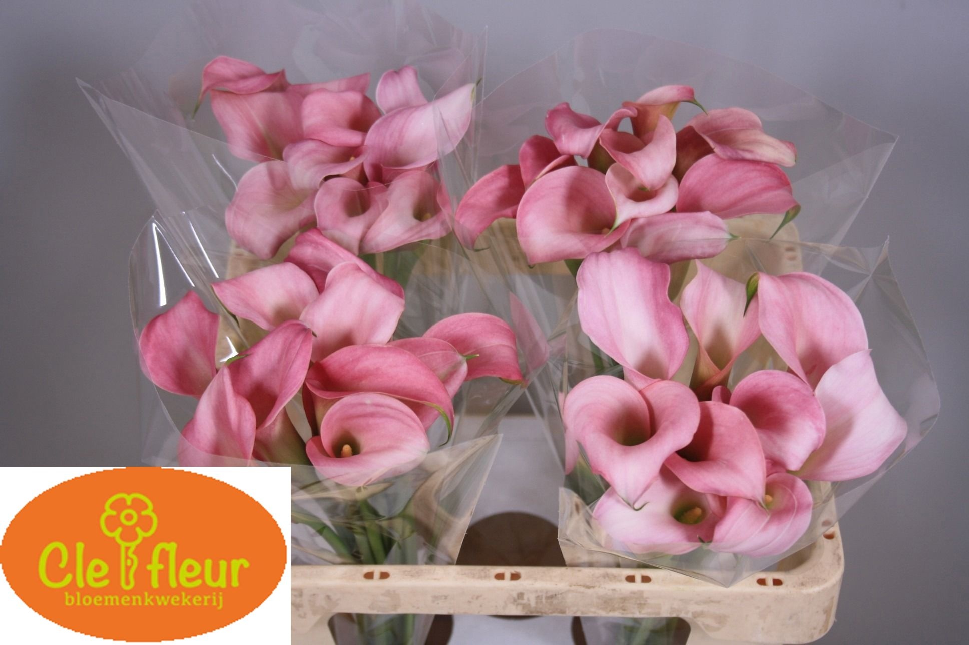 Calla Nashville 55cm