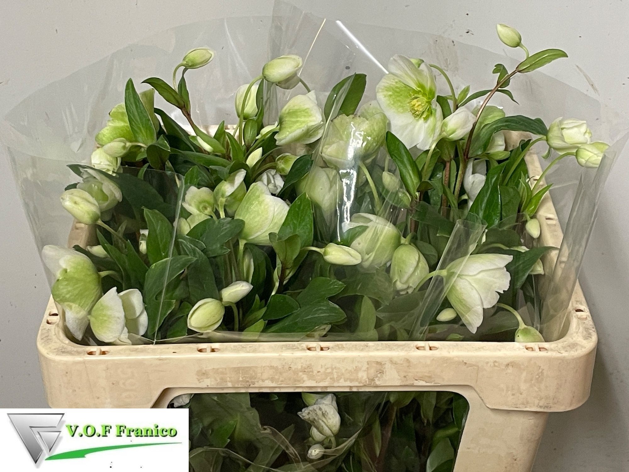 Helleborus Winterbells 50cm
