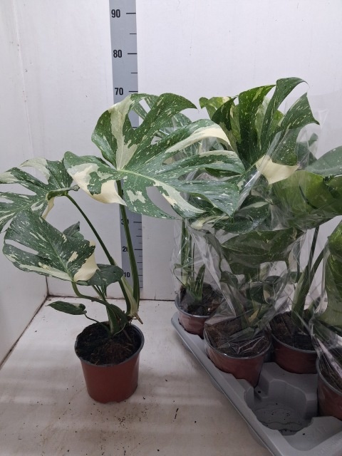 Monstera Del Variega 17P 55H 1stek