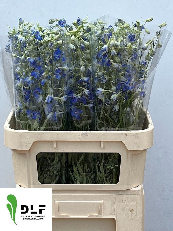 Delphinium Volkenrfrieden 80cm