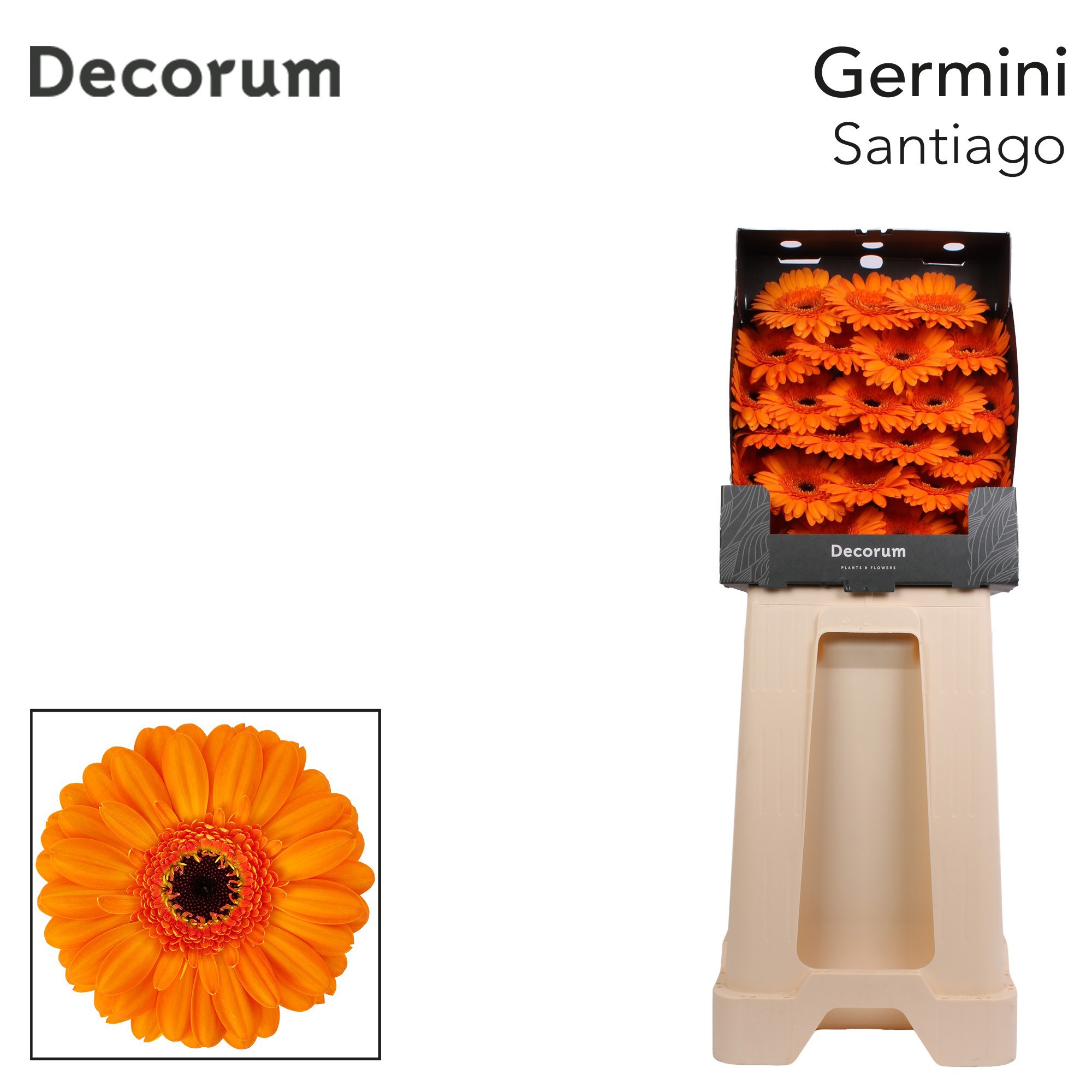 Germini Santiago Diamond