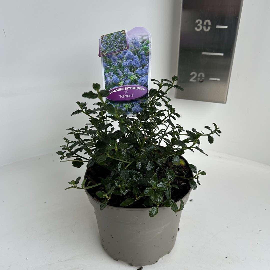 Picture of Ceanothus thyr. Repens P17 (2 Ltr) (LOOSE)