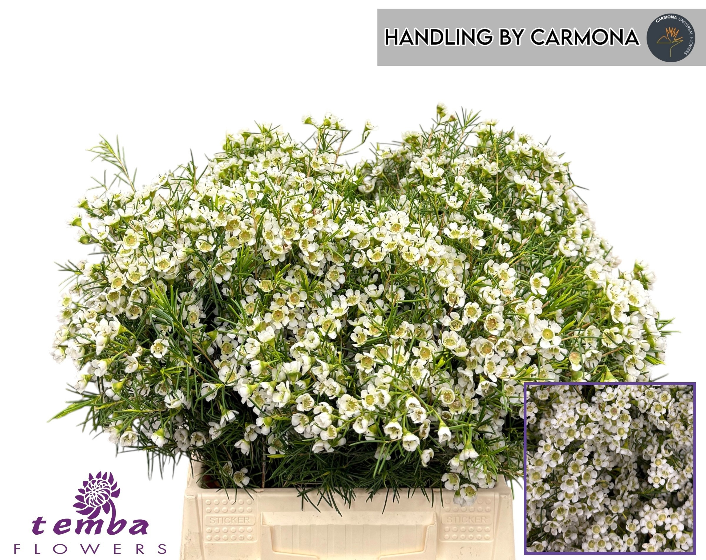 Chamelaucium Ofir 40cm 15gram