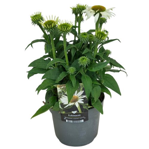 Echinacea Sombrero Compact White p17 Florizon