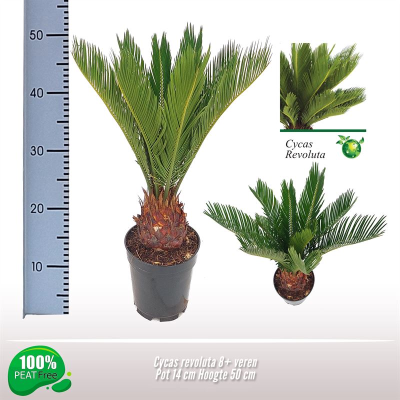 Picture of Cycas revoluta P14 50CM