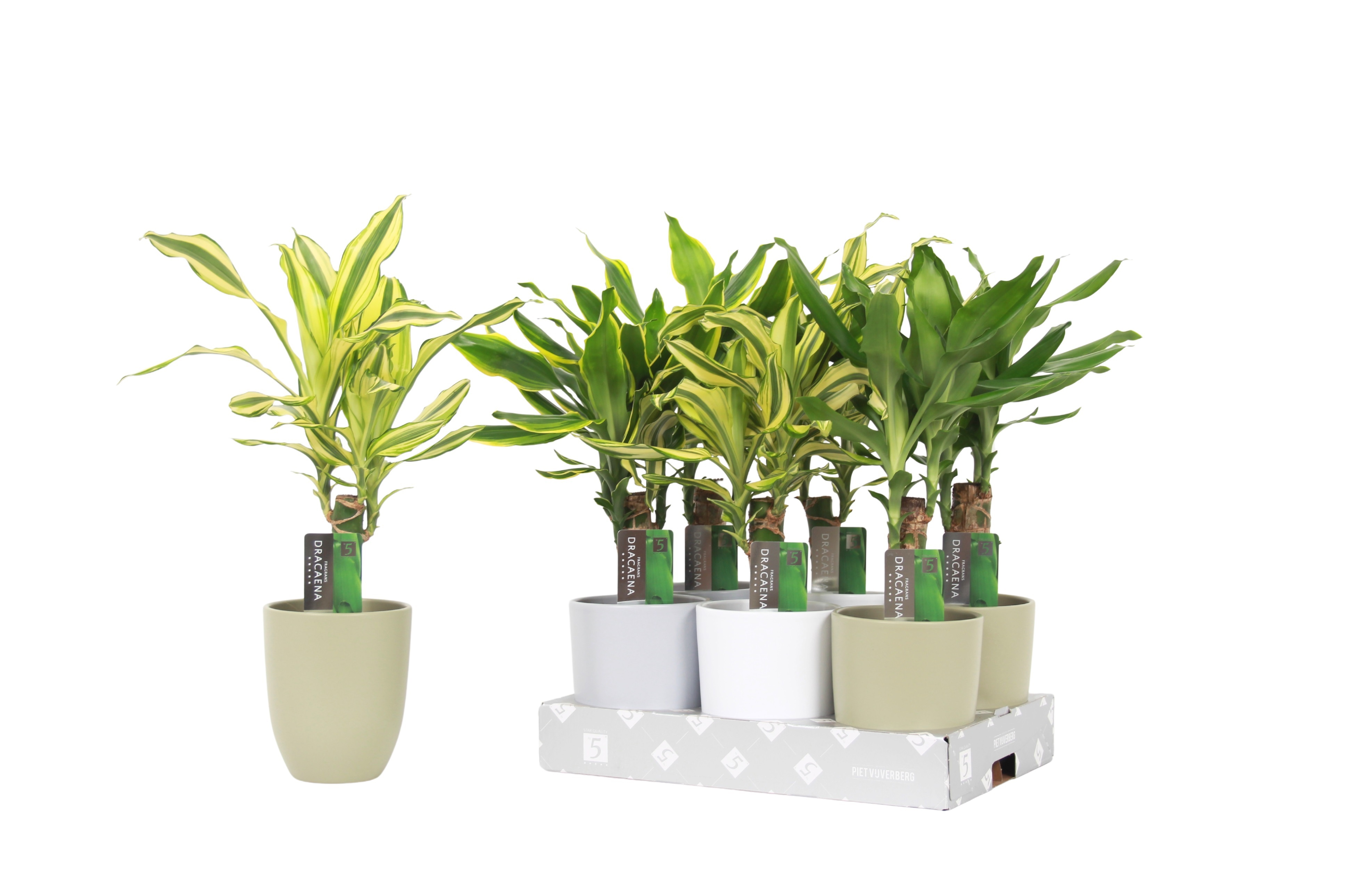 Dracaena 3 color mix Ceramics Mix