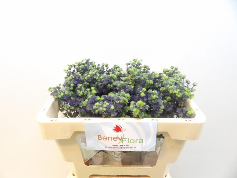 Eryng Pl Mag Purp St 45cm