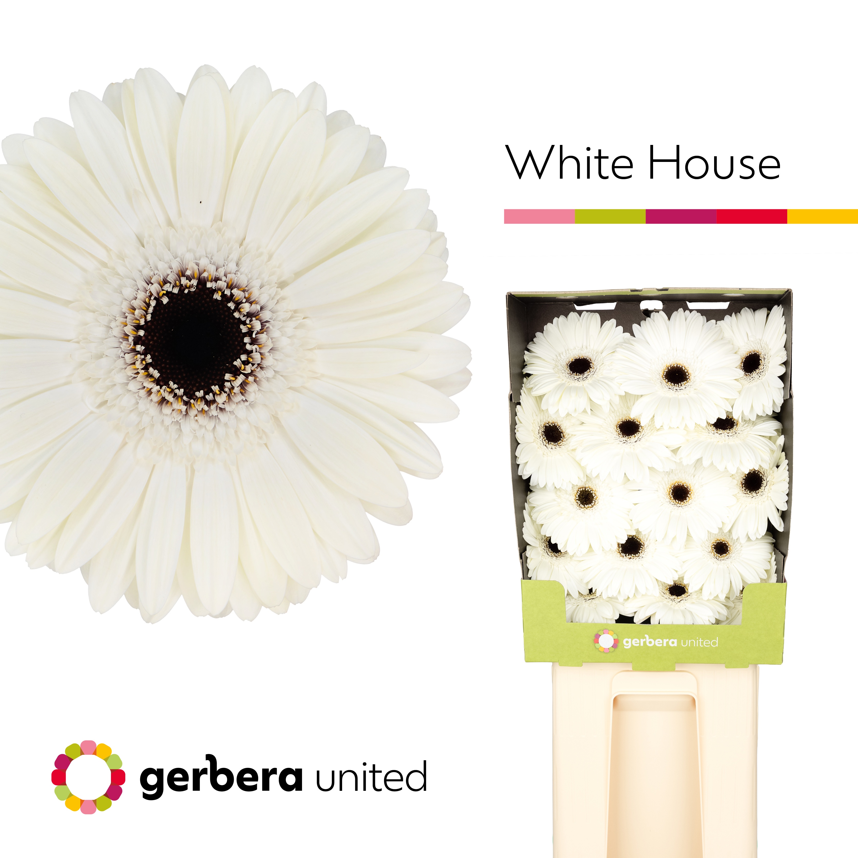 Ge Gr White House