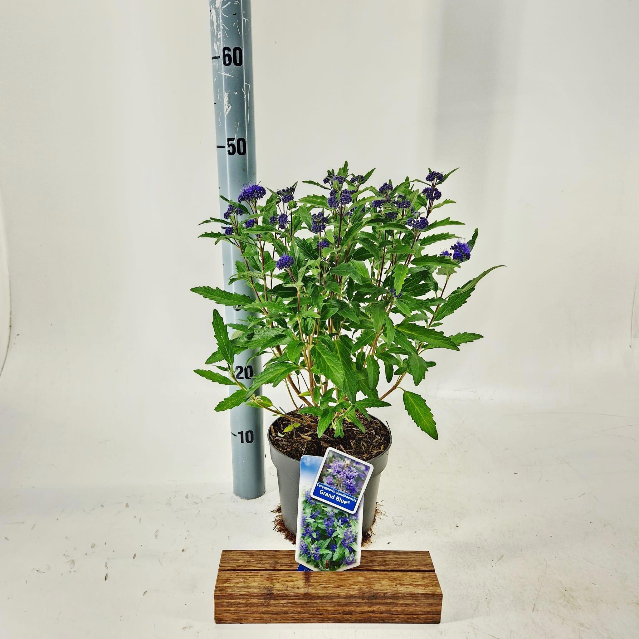Caryopteris clandonensis Grand Bleu ('Inoveris') inoverispbr