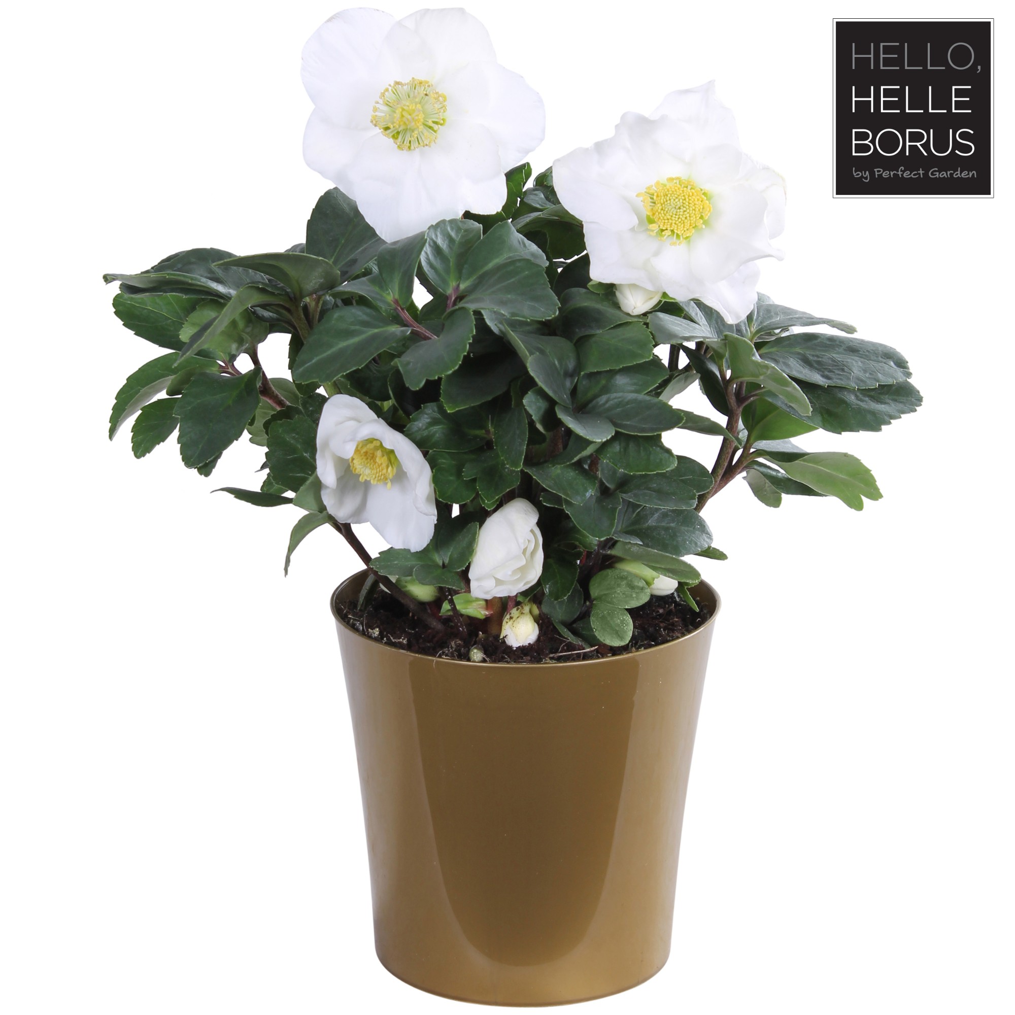 Picture of Helleborus niger Christmas Carol - Golden pot (Large) P12