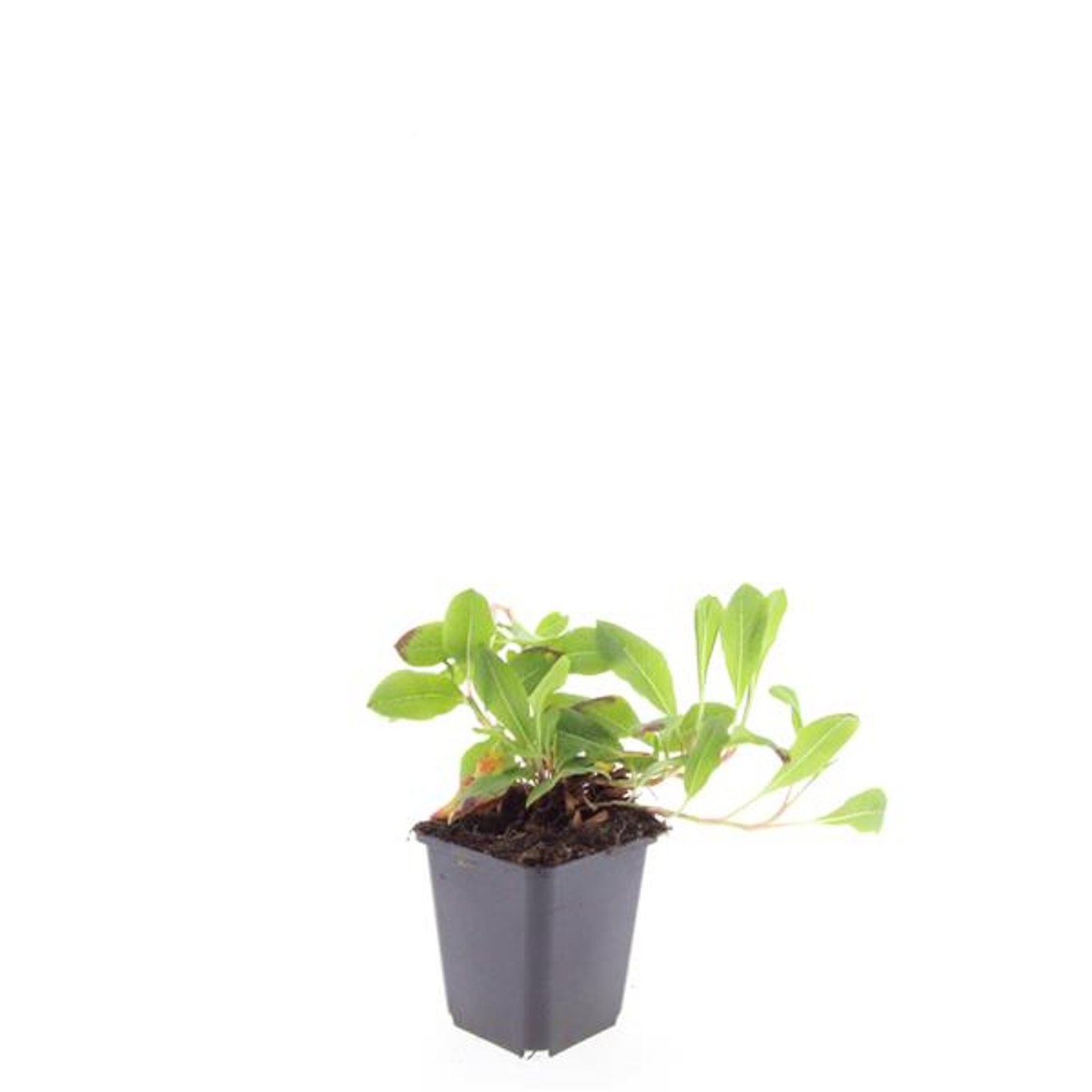 Persicaria affinis 'Darjeeling Red'
