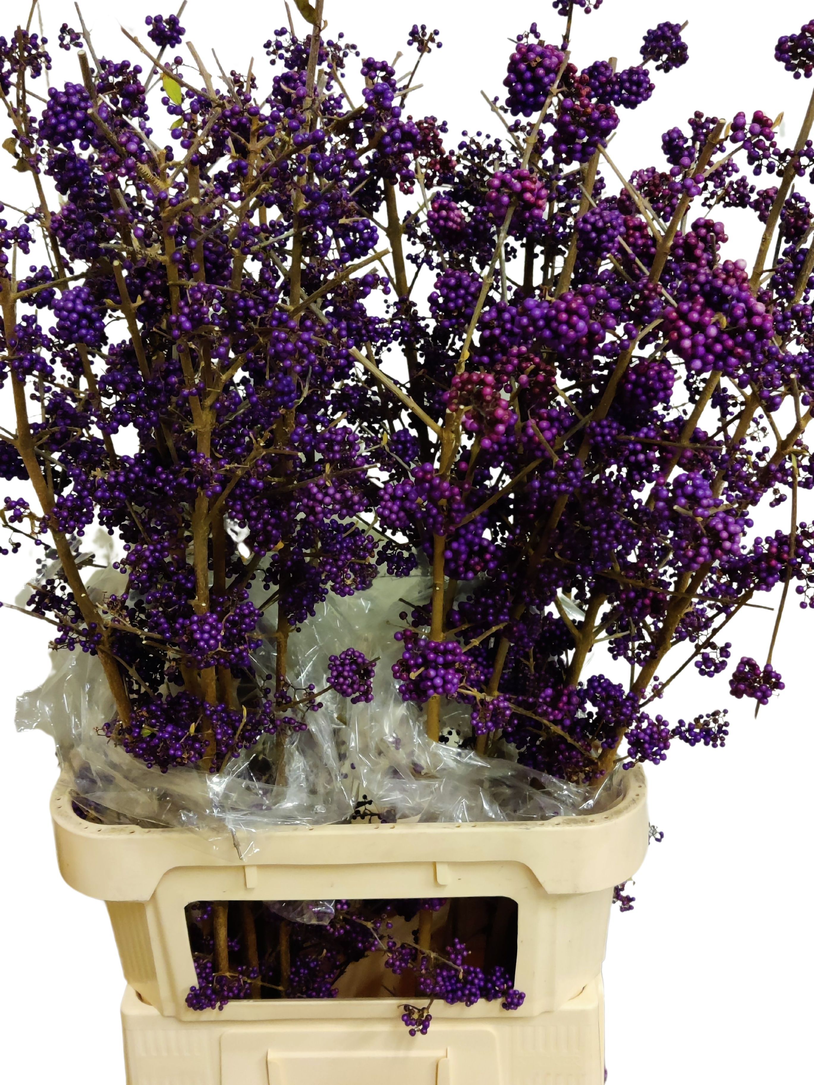 Callicarpa Bod Giraldi(imp) 100cm