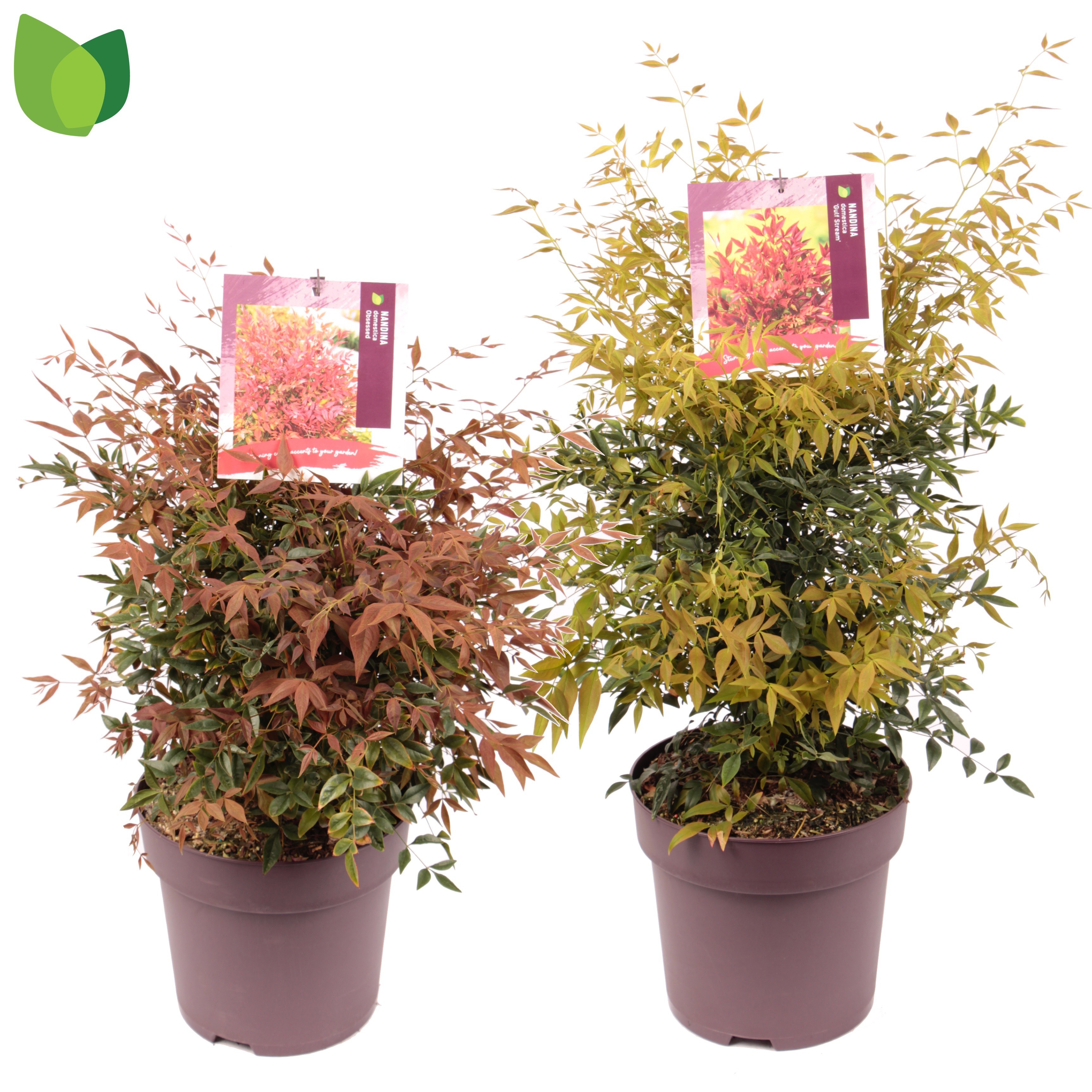 Nandina dom. 'Mix'