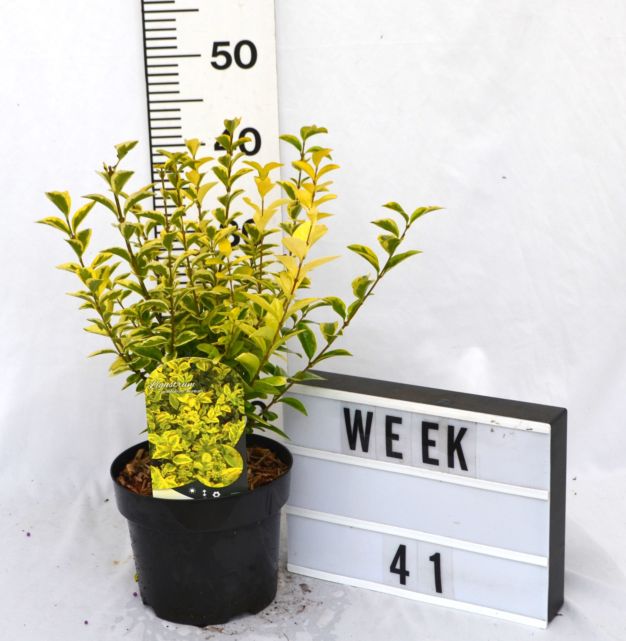 Ligustrum ovalifolium 'Aureum'