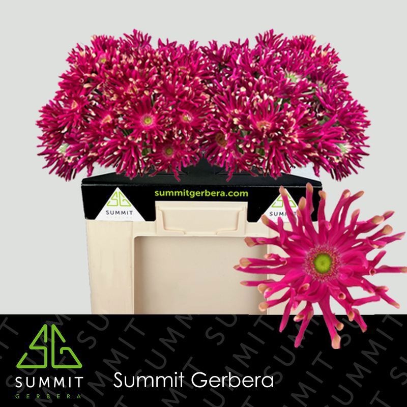 Gerbera Pasta Puglia 50cm 10Ø