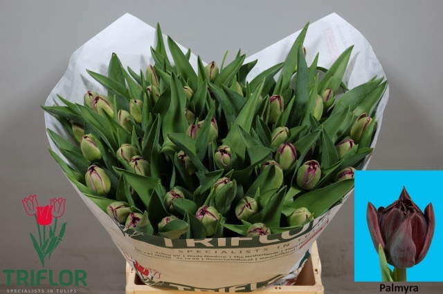 Tulipa Double Palmyra 45cm 42gram