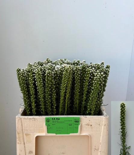 Liatris Alba 60cm