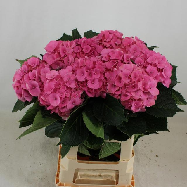 Hydrangea Royal Palace 60cm 17Ø