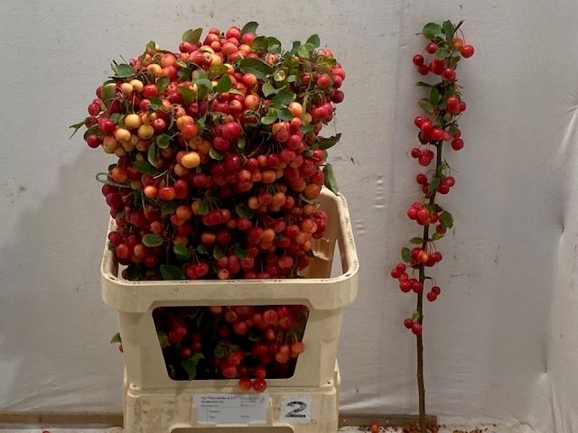 Malus Red Sentinel