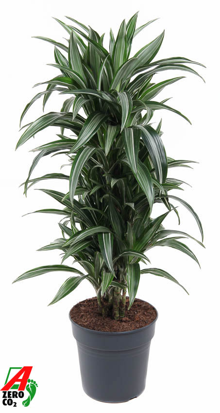 Picture of Dracaena Ulises branched P27 130CM (LOOSE)