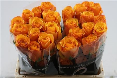 Rosa Tycoon 50cm