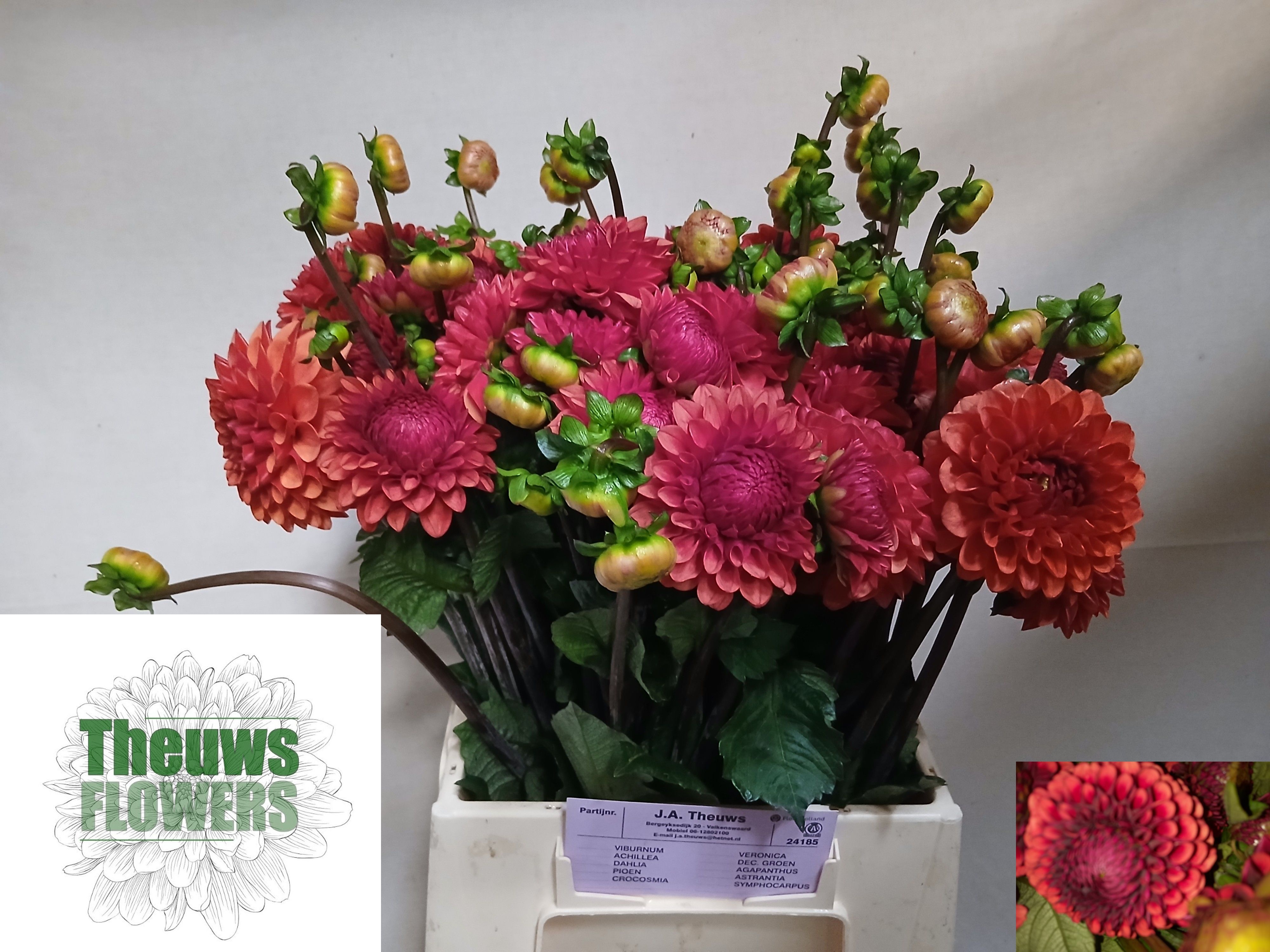 Dahlia Ball Brown Sugar 50cm