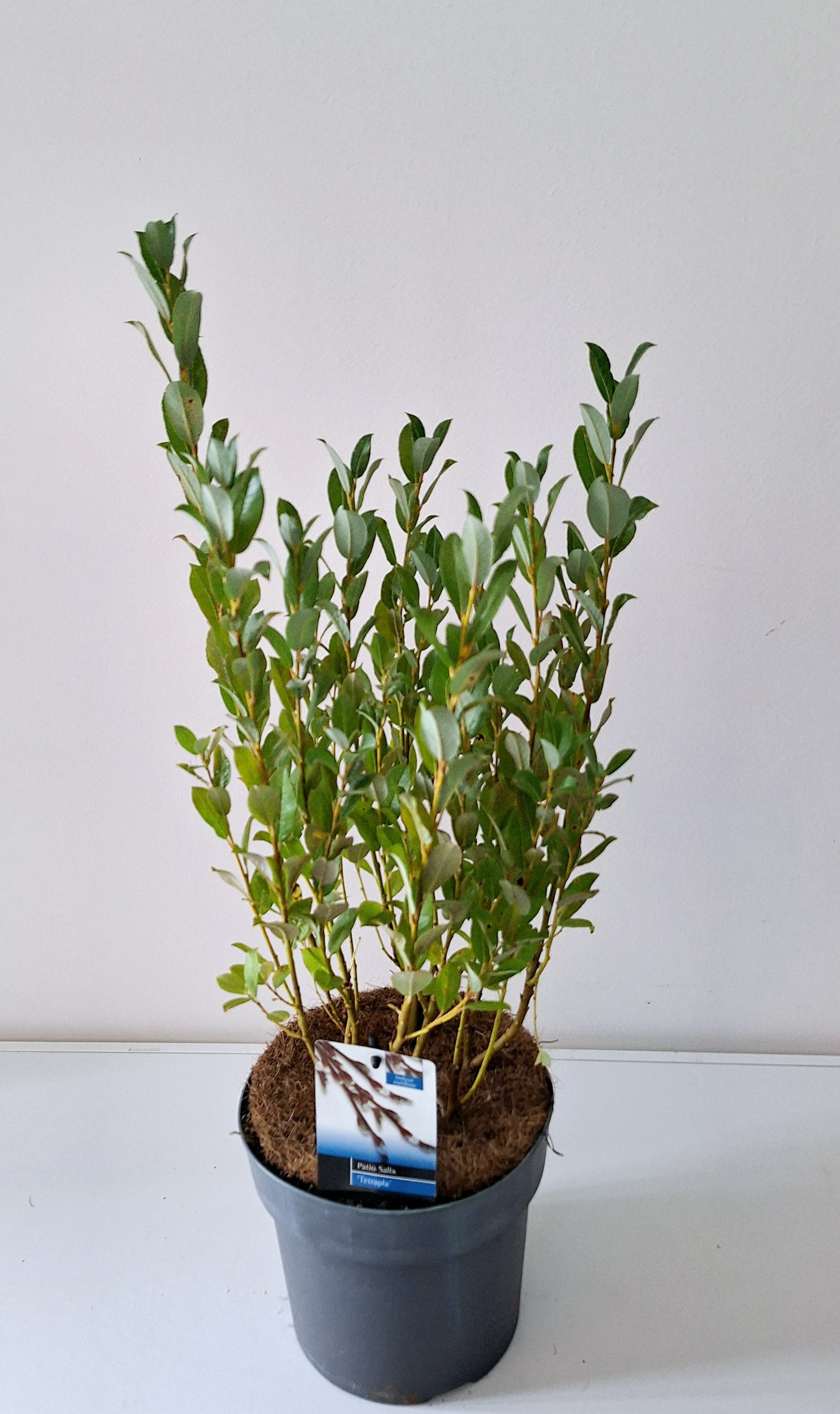 Picture of Salix Tetrapla P19 (3 Ltr) (LOOSE)