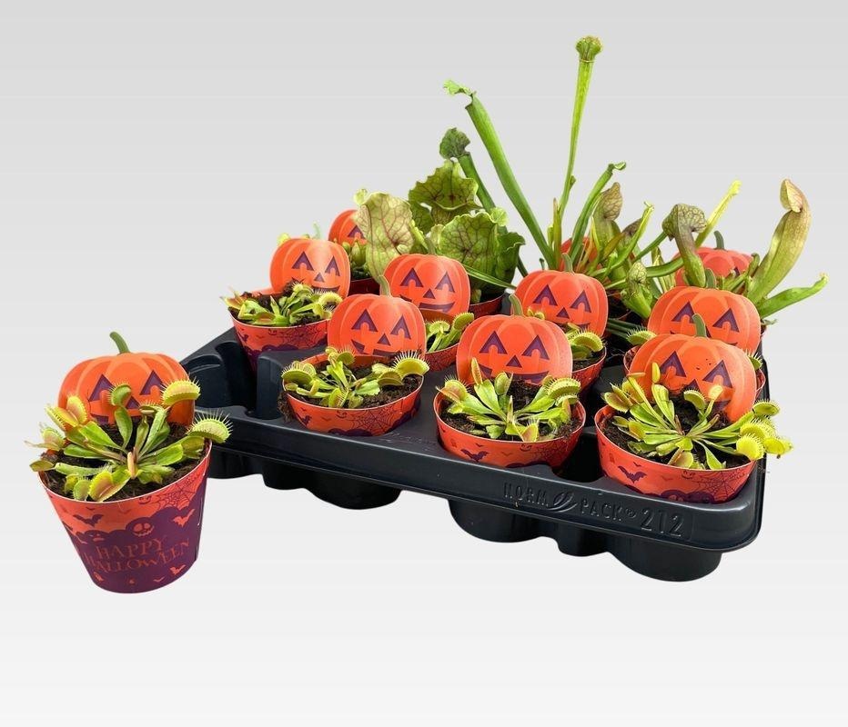 Vleesetende Planten 508P 20H