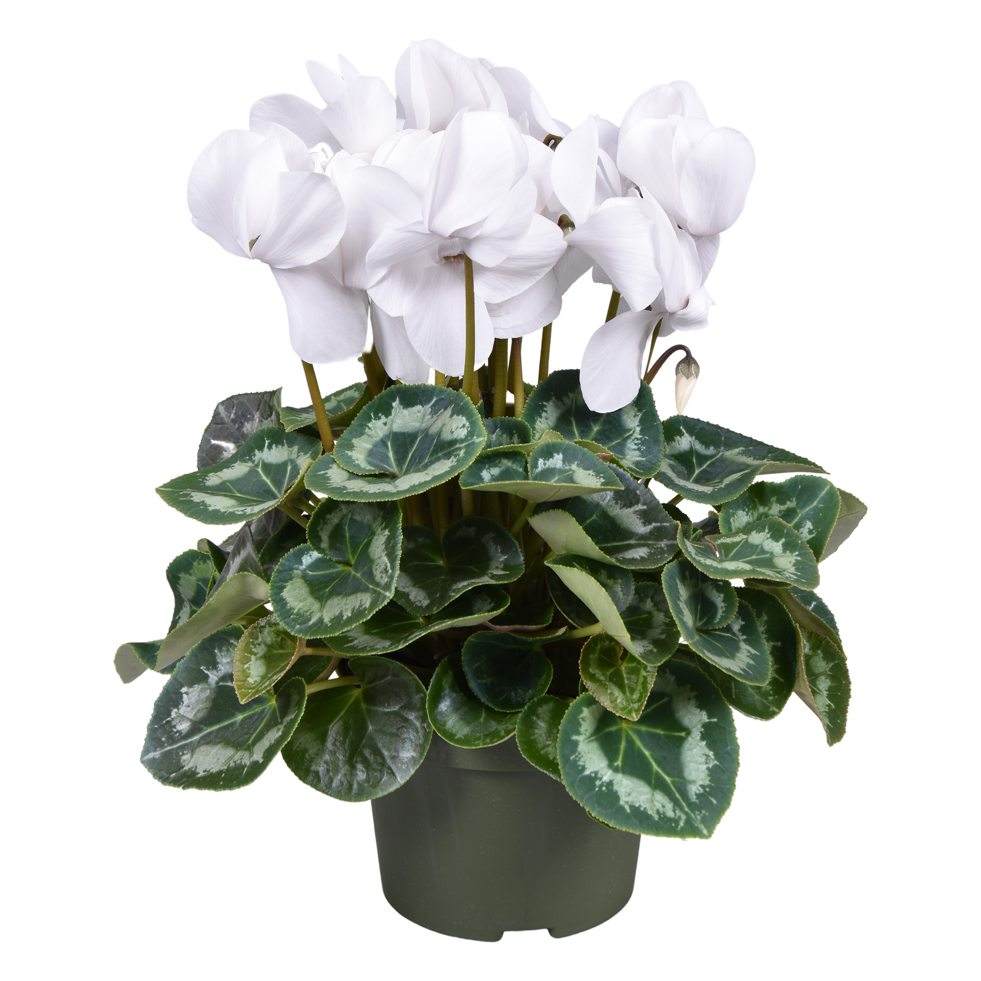 Picture of Cyclamen Mammoth White big flowers P13 30CM