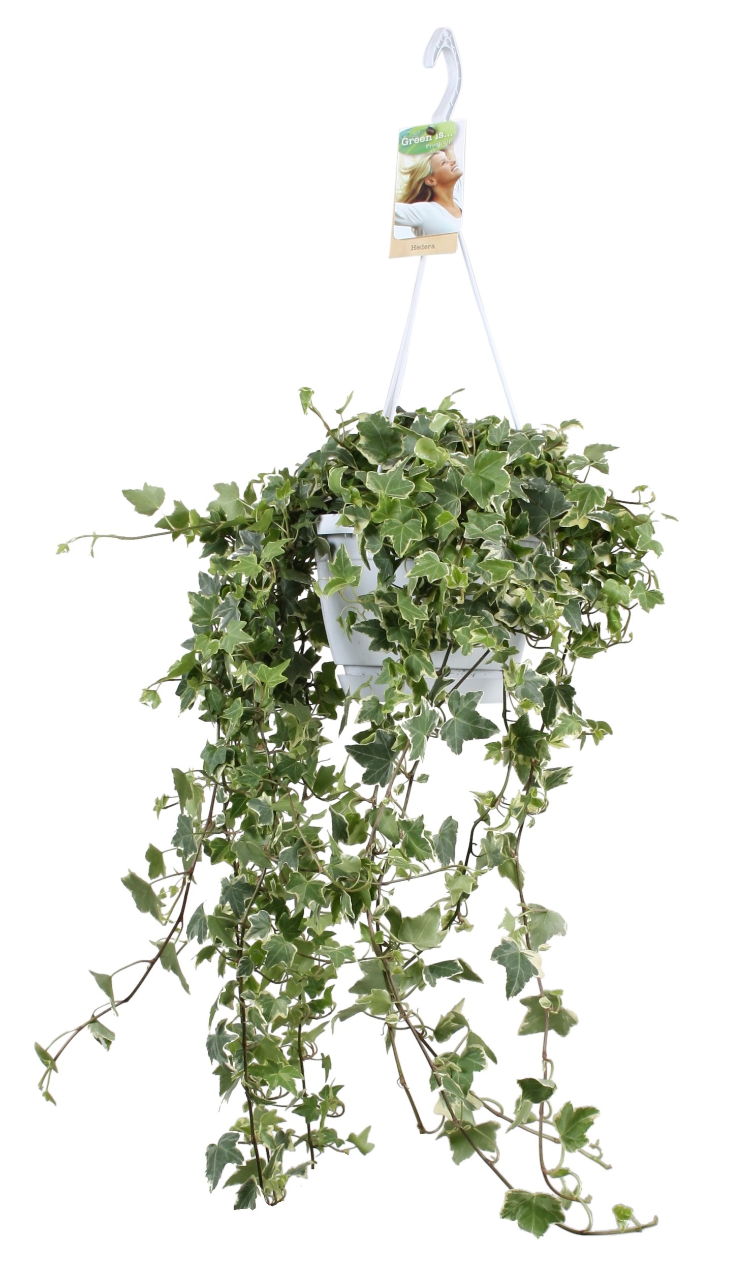 Picture of Hedera helix Eva P17