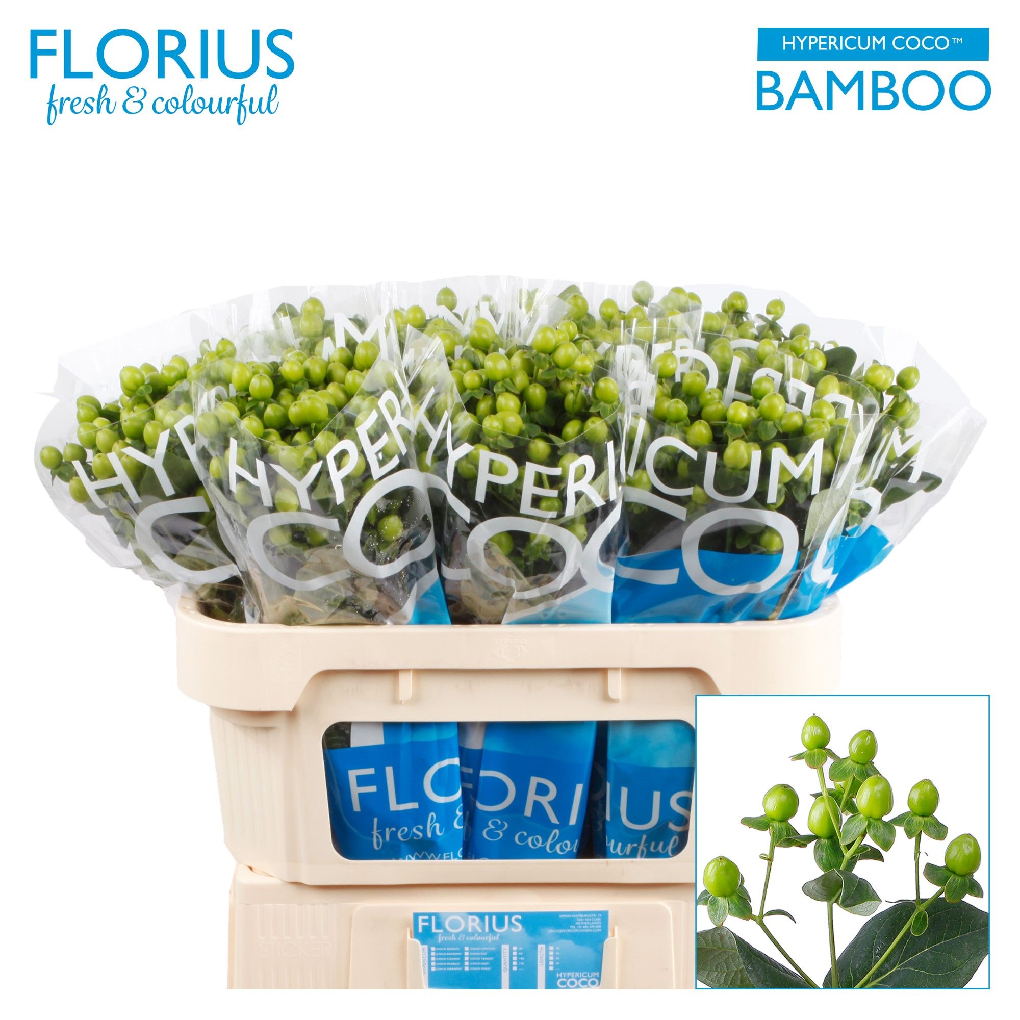 Hypericum Coco Bamboo Green 70cm