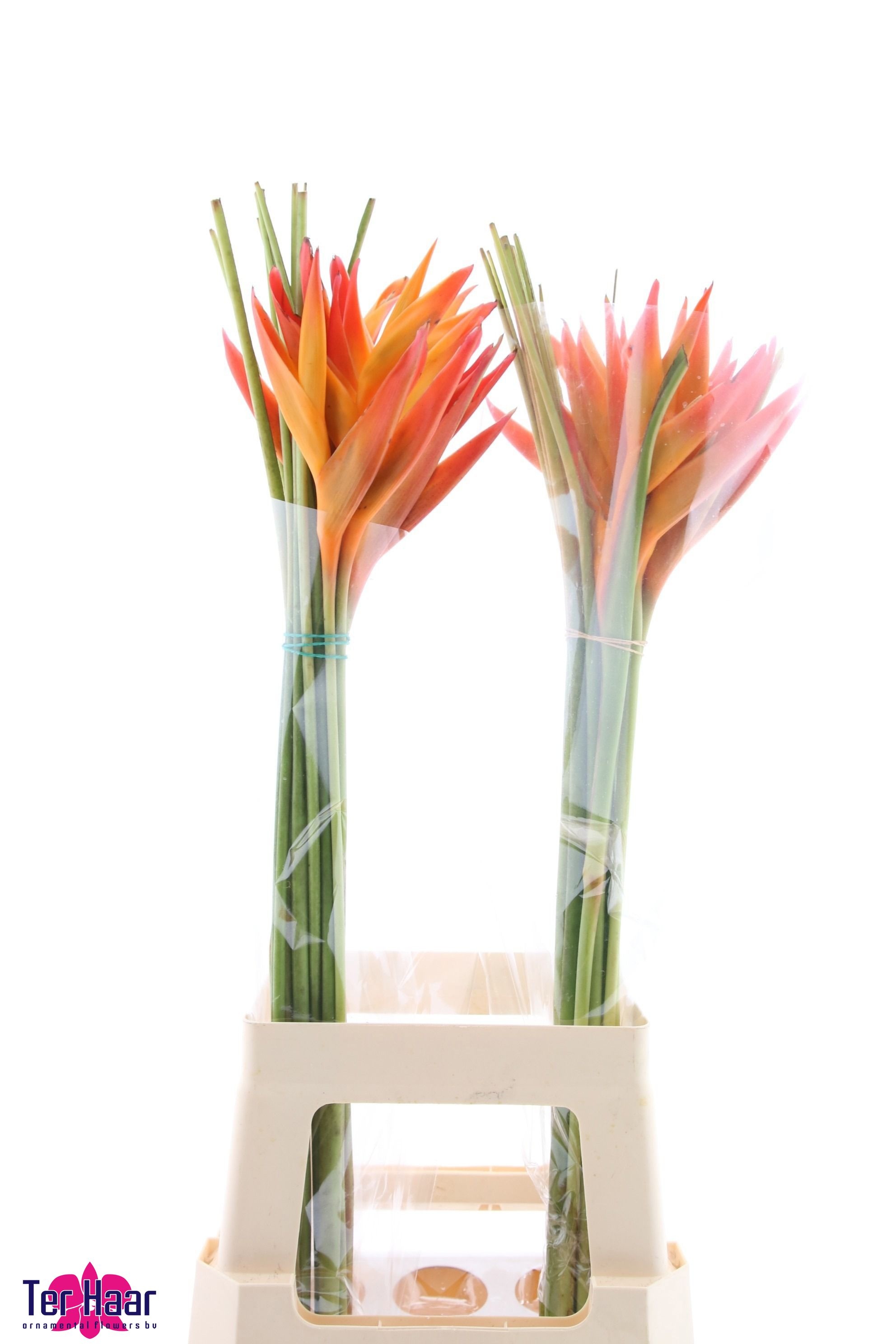 Heliconia Bq 3 80cm