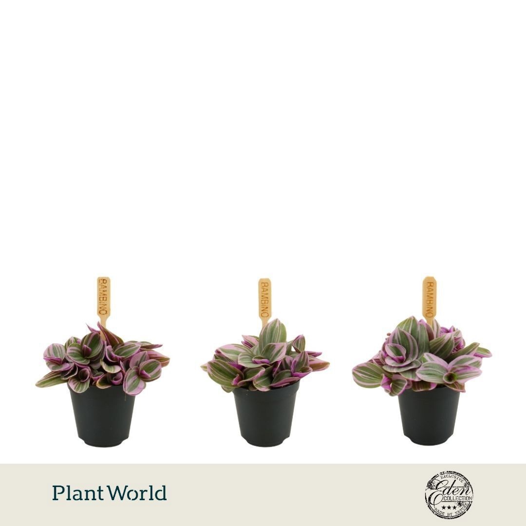 Tradescantia cerinthoides Sweetness