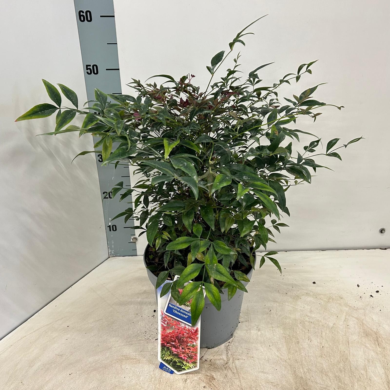 Picture of Nandina domestica Obsessed P23 (5 Ltr) (LOOSE)