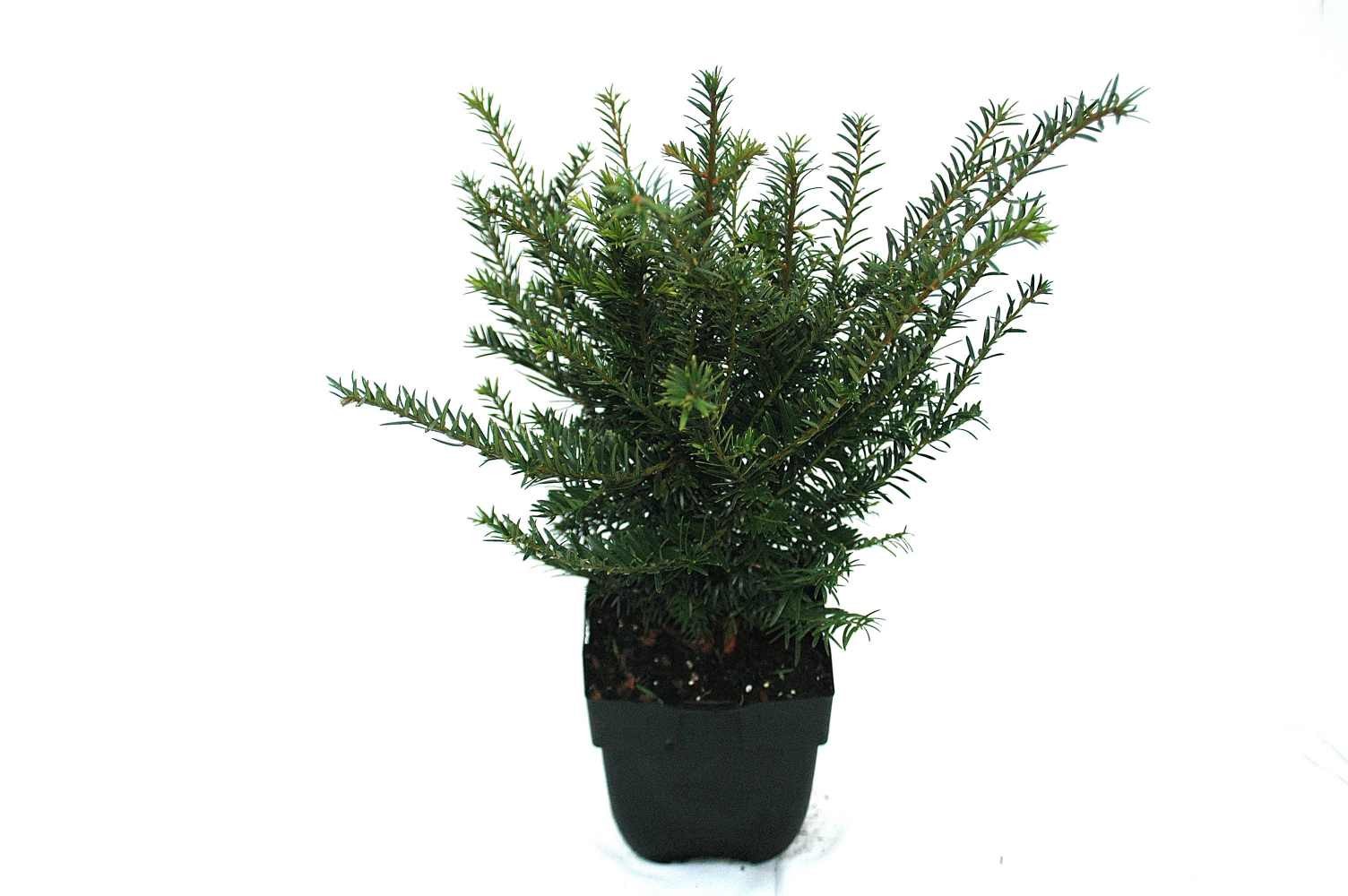 Picture of Taxus baccata P17