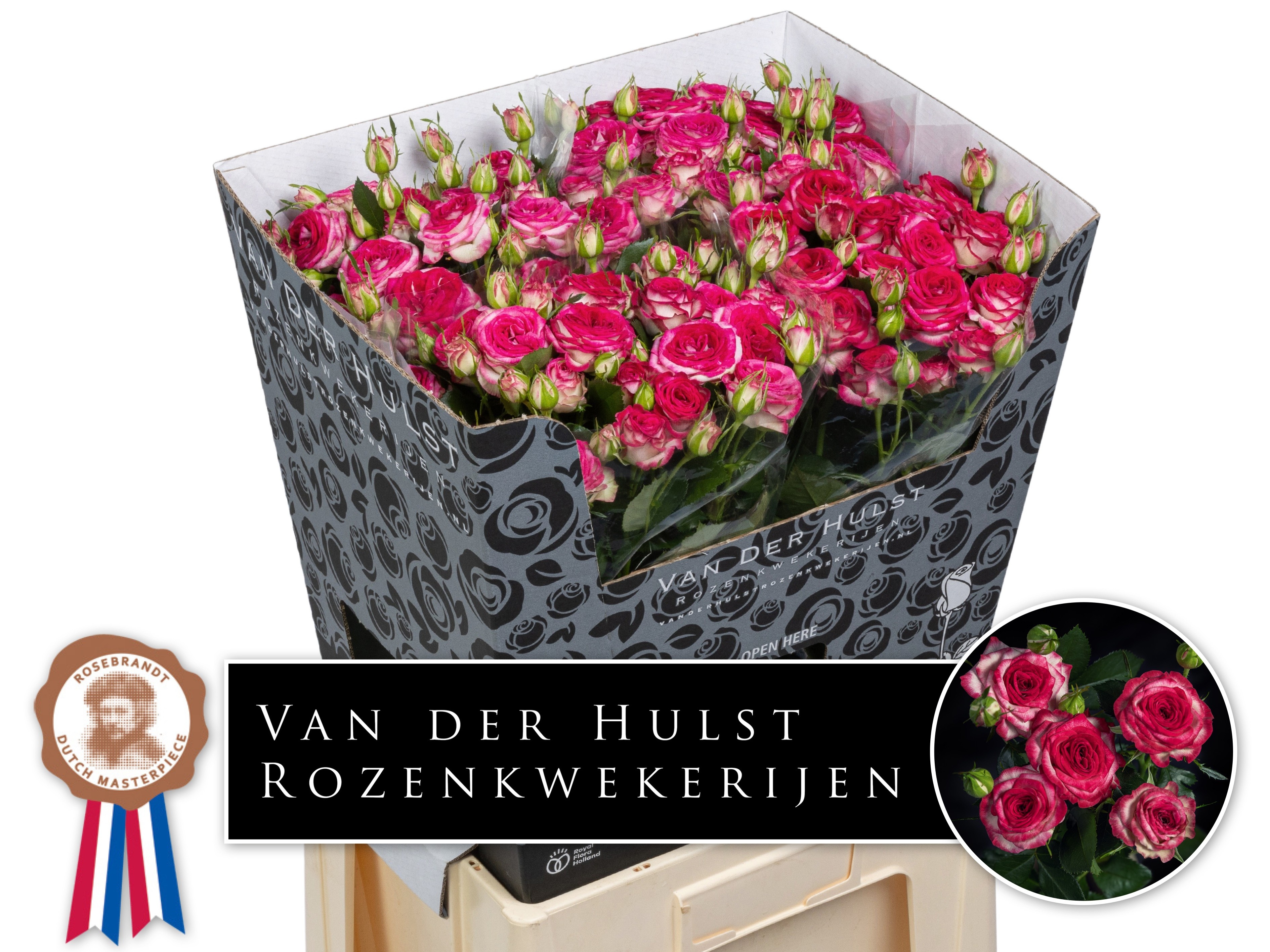 Rosa Spr Rose Bonbon! 70cm