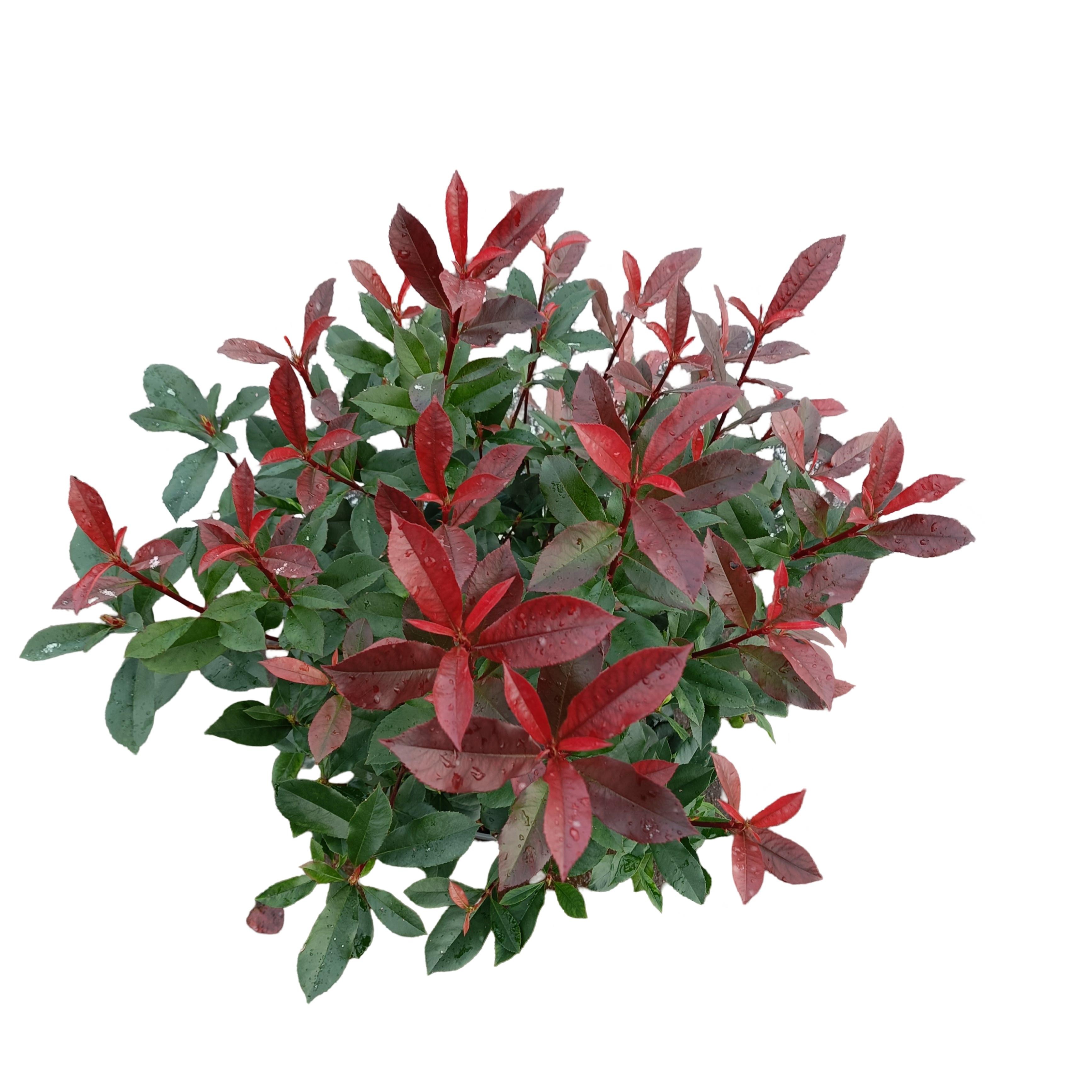 Picture of Photinia fraseri 'Carré Rouge' C10