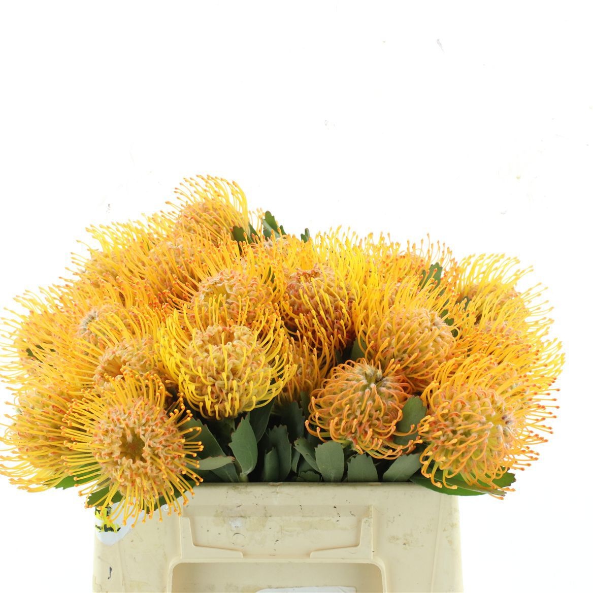 Leucospermum Soleil 40cm
