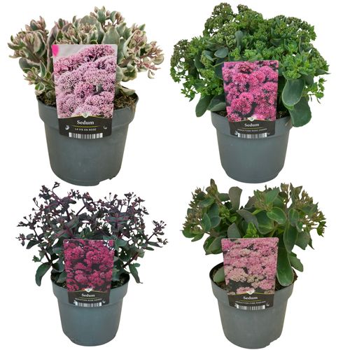 Sedum Mix p17 Florizon