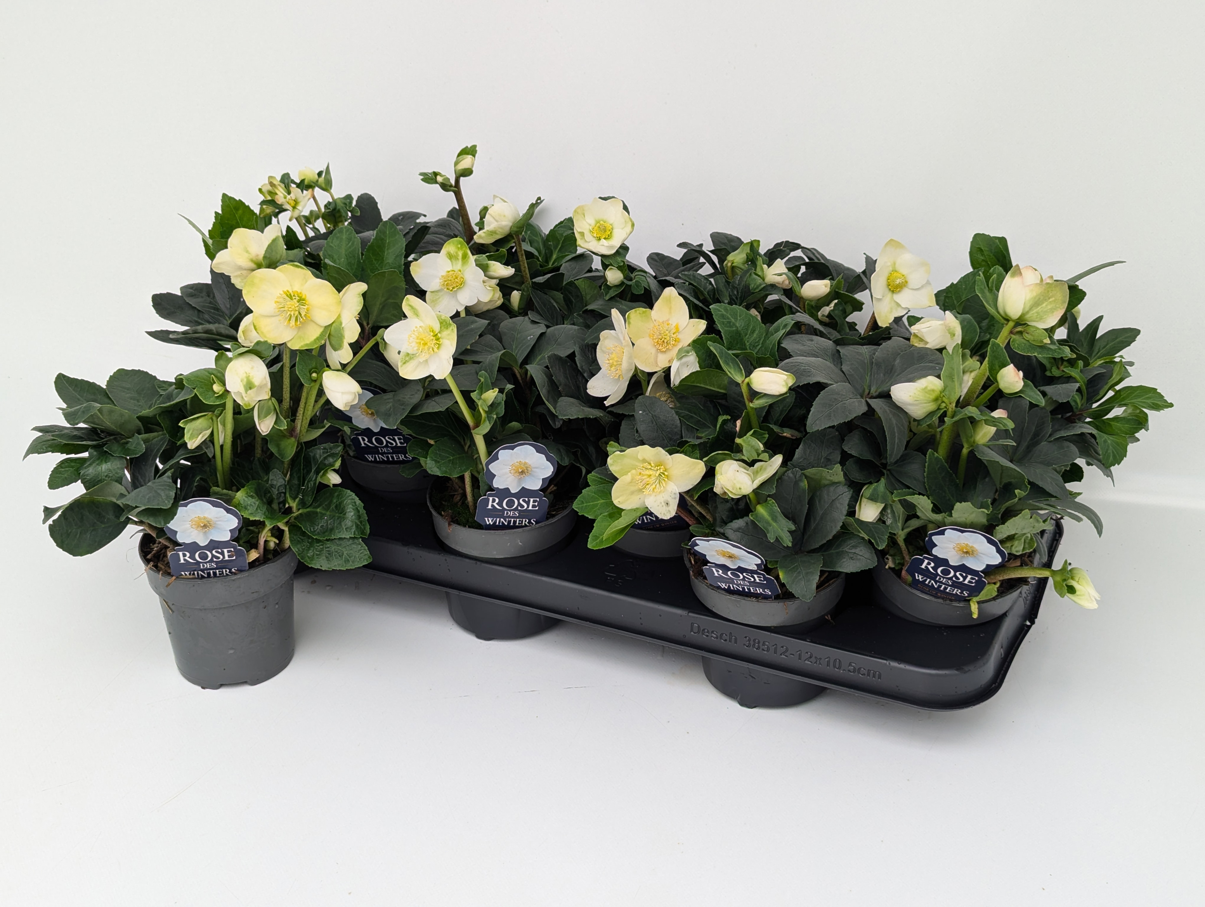 Helleborus Christmas Carol T9-10vol. "Rose des Winters" - L-Sortierung