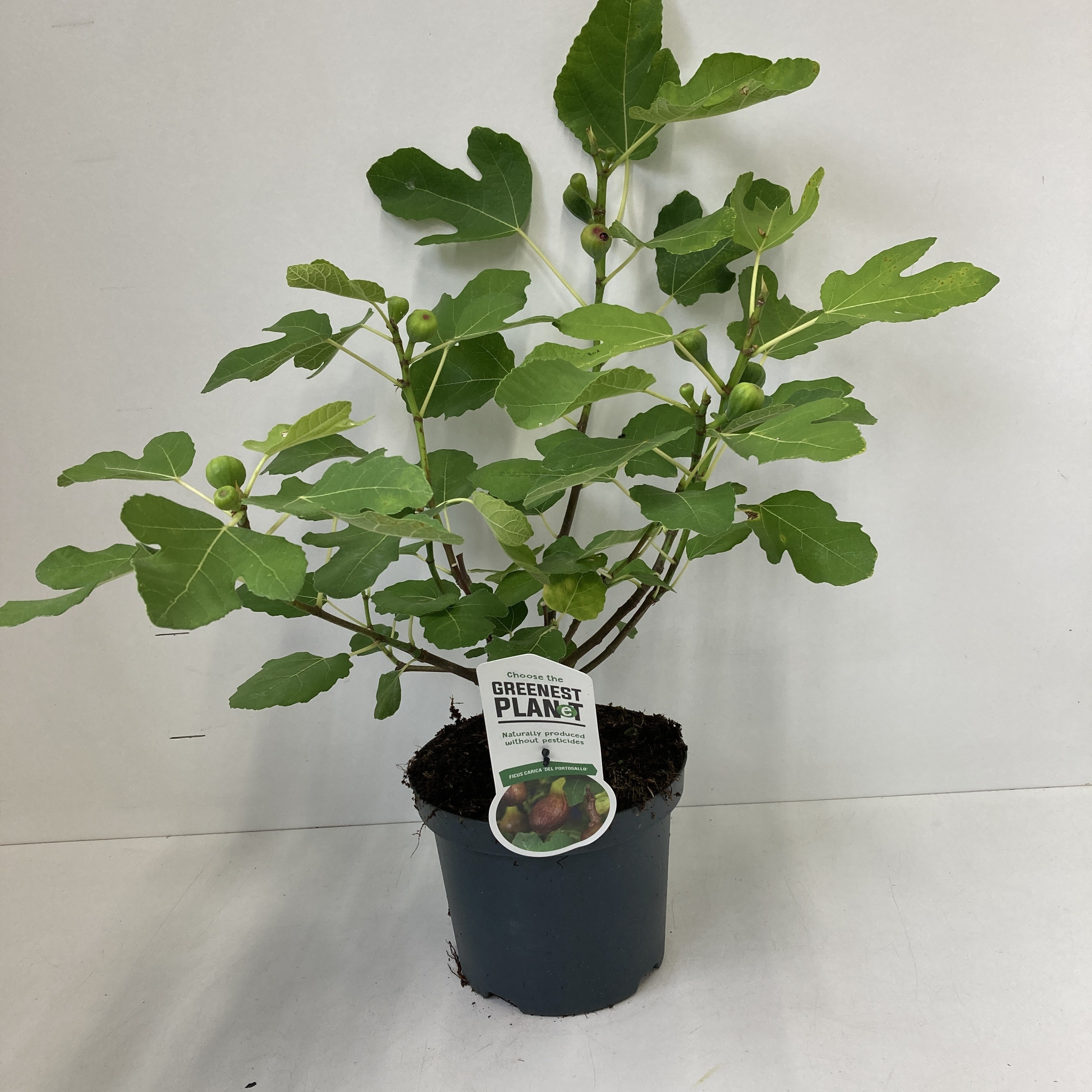 Picture of Ficus carica 'Del Portugallo'