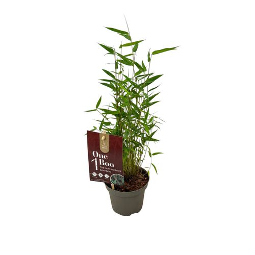 Fargesia 'Red Dragon' One Boo P10 Plant Select
