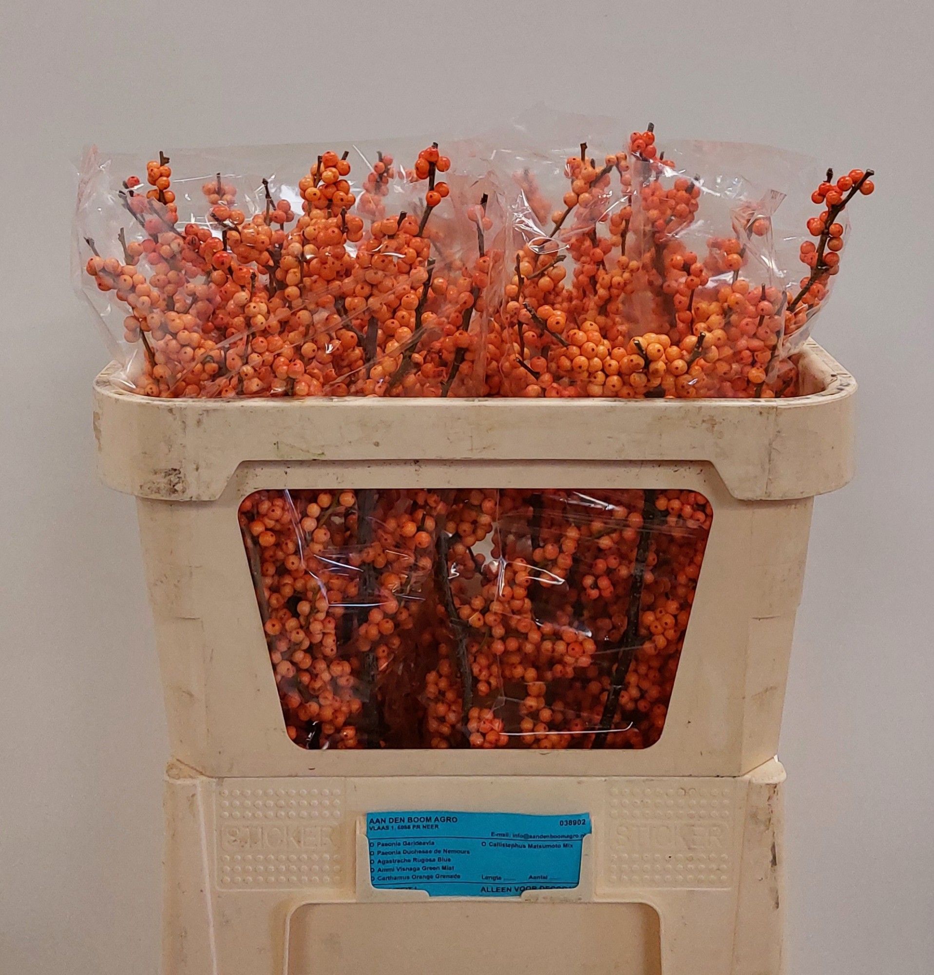 Ilex Winter Gold 70cm