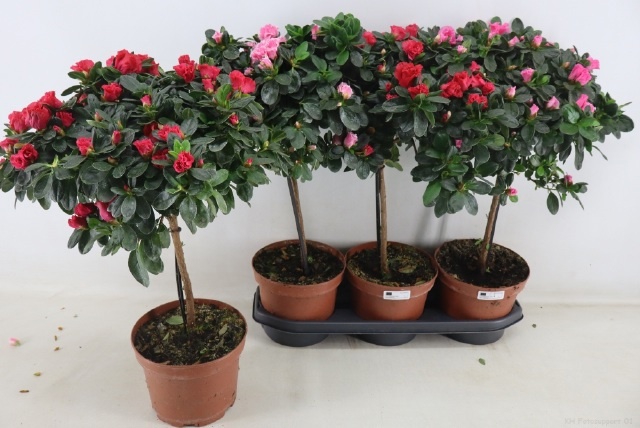 Rhodo Ov 19P 60H 30Ø Cm 33bloei