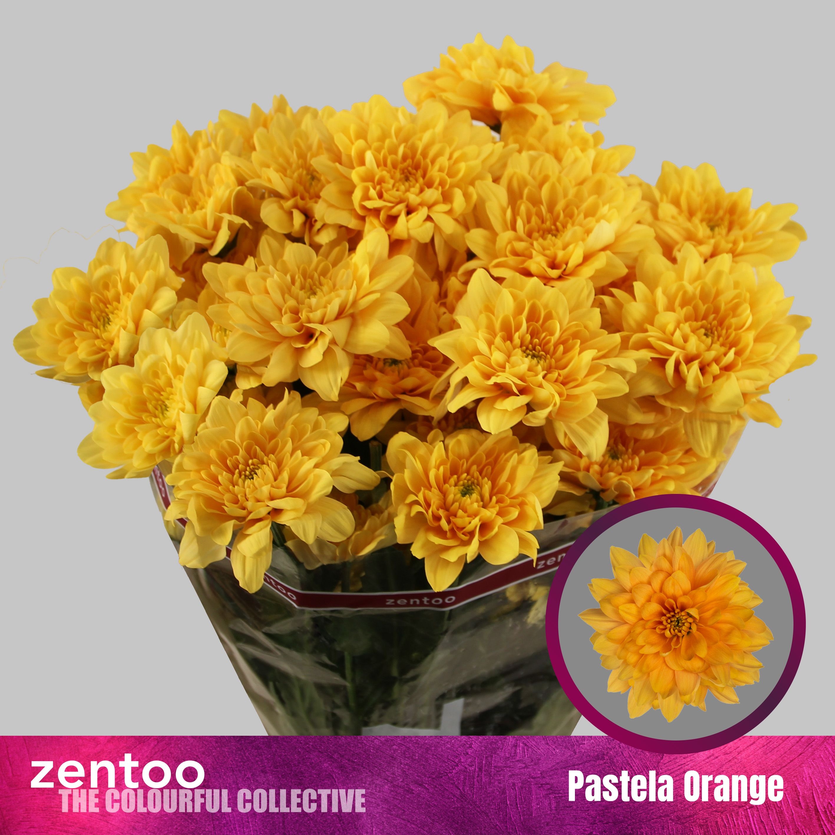 Chrys Spray Pastela Orange 125gram