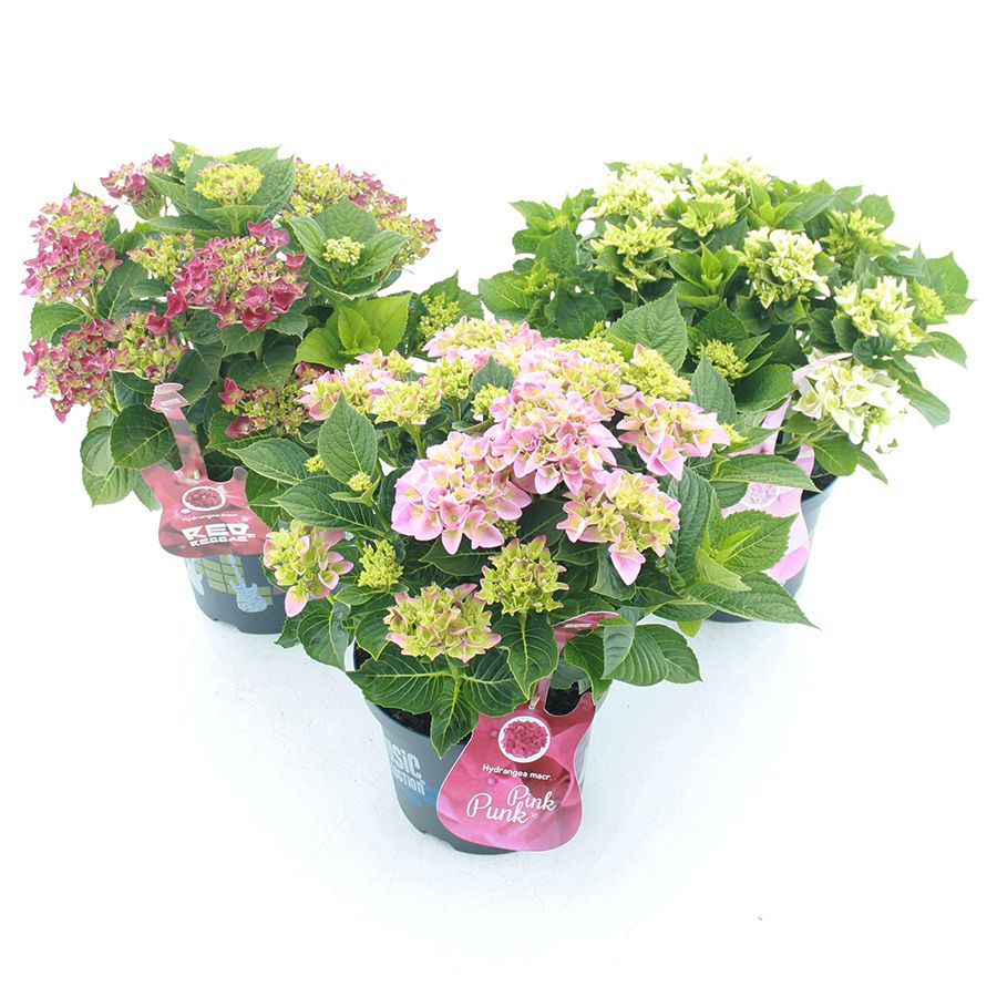 Picture of Hydrangea macr. Music Collection® MIX C5 (23cm.) Kn.