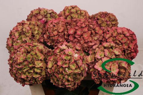 Hydrangea Royal Anastasia Classic 70cm 21Ø