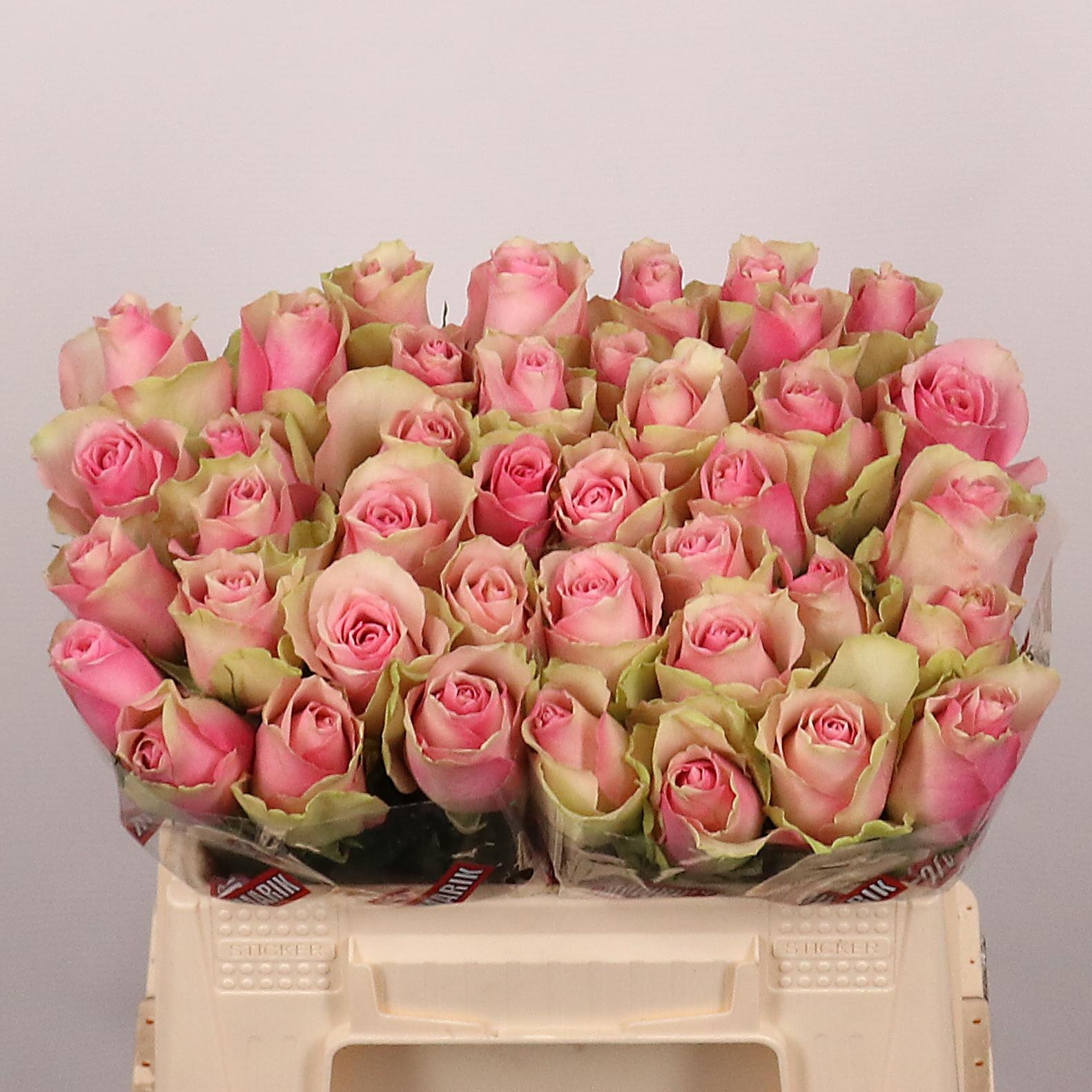 R Gr Belle Rose