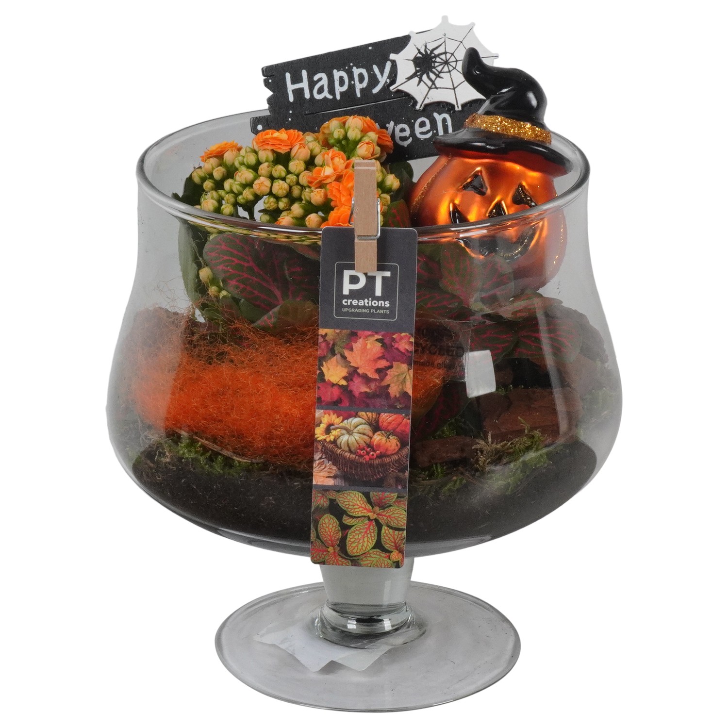 Picture of PTHL1903 Arrangement Halloween in cognac glass P18 21CM